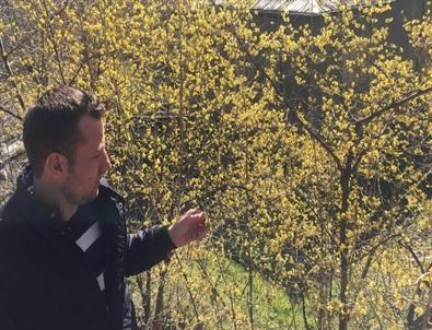 Koyulhisar’da Ağaçlar Çiçek Açtı
