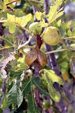 Tarsim Aydın’da 5385 İncir Üreticisine Sigorta Yaptı