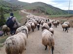 SÜRÜ YÖNETİMİ - Çoban Değil 'Sürü Yönetimi Elemanı'