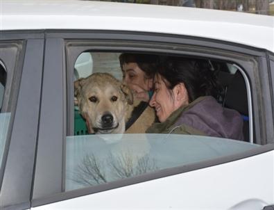 Bitlis'teki Yaralı Köpeği Alman Aile Sahiplendi