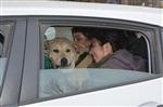 Bitlis'teki Yaralı Köpeği Alman Aile Sahiplendi