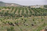 Gaziantep, İşkur İle Ağaçlanacak