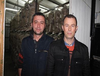 Sakarya’da İki Arkadaş İstiridye Türü Mantar Üretti