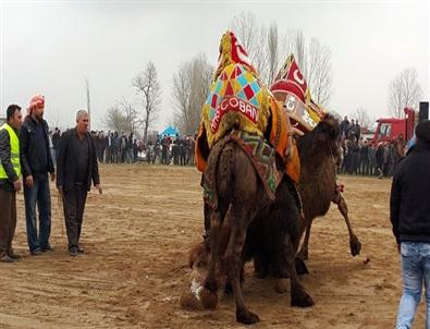 Kalkım'da Üçretsiz Deve Güreşi Düzenlendi