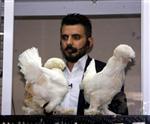 SULTAN TAVUĞU - (özel-haber) Süs Tavukları Açık Artırmada Rekor Fiyata Alıcı Buldu