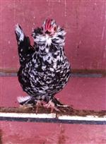 SÜS TAVUĞU - İspenç Tavuğu Yumurtaları Sosyal Medyada