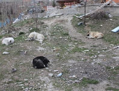 Başıboş Köpekler Tehlike Saçıyor