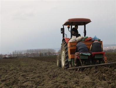 İnegöl'de Patates Ekimi Başladı