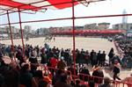 DEVE GÜREŞLERİ - İzmir'de Binlerce Kişiyi Buluşturan Festival