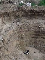 İNŞAAT TEMELİ - Balıkesir'de İnşaat Çukurunda Kedi Kurtarma Operasyonu