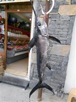 KILIÇ BALIĞI - Datçalı Balıkçının Oltasına Kılıç Balığı Takıldı