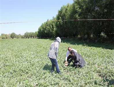 Mazot, Gübre ve Toprak Destekleme Başvuruları Uzatıldı