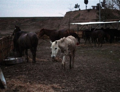 Adana'da at eti skandalı