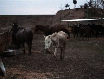 KAÇAK KESİM - Adana'da at eti skandalı