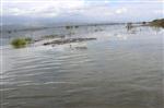BÜYÜK MENDERES NEHRI - Aydın’da Barajların Kapakları Açılınca Aydın Ovası Göle Döndü