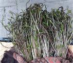 KUŞKONMAZ - Mevsimi Geçmeden Deneyin; Kuşkonmaz