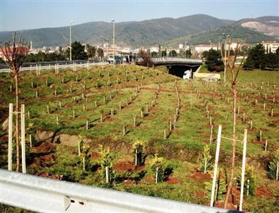 Kocaeli'de 6 Milyon 650 Bin Ağaç Toprakla Buluştu