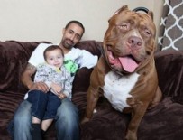 DAILY MAIL - Dünya'nın en büyük pitbulluna sahipler