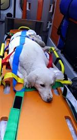 AMBULANS DOKTORU - Yaralı Köpek Ambulansla Veterinere Götürüldü