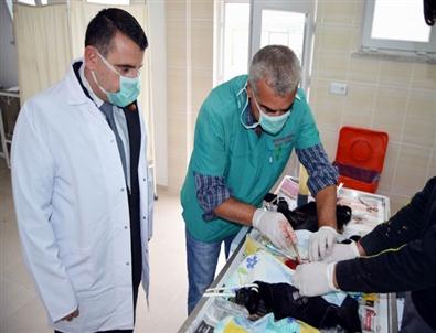 Gönen De Sokak Köpekleri Rehabilite Edilip Sahiplendiriliyor