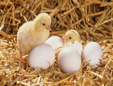 Ordu’da Yumurta Tavukçuluğuna Büyük İlgi