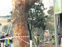 Ağaç katliamında ikinci perde