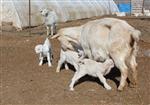 SAANEN - (özel Haber) Saanen Cinsi Keçi Dördüz Doğurdu
