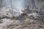 Hatay'da Orman Yangını