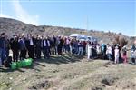 Koyulhisar’da Bin Fidan Toprakla Buluştu