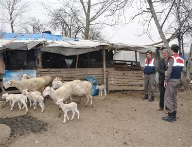 Koyun Hırsızlarını Aracın Düşen Parçası Ele Verdi