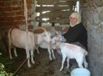 SAĞLIKLI BESİN - Koyun ve Keçiler Bebek Dostu