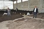 KİMYASAL GÜBRE - Adanalı Üç Girişimci Solucandan Organik Gübre Üretiyor