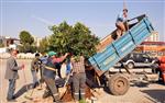 KOCAHASANLı - Erdemli’de Parklara Bahar Bakımı