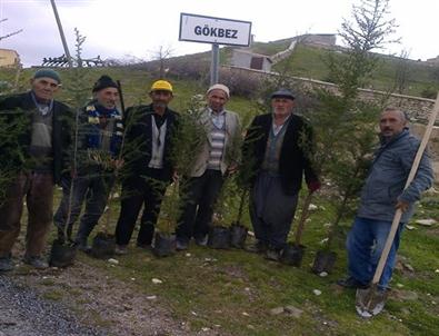 Gökbez Köyünde Ağaç Dikme Seferberliği