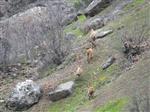 DAĞ KEÇİSİ - (özel Haber) Yaban Dağ Keçileri Sürü Halinde Görüntülendi