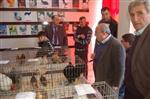 ÇAKAL - Lapseki’de Süs Tavukları ve Bahçe Hayvanları Yetiştiricileri Derneği Açıldı