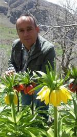 DURANKAYA - Hakkari’de Ters Lale Güzelliği
