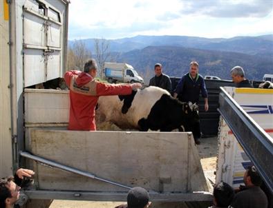 Ermenekli Madencilere Gebe Düve Yardımı