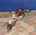 Horoz Dövüşüne Polis Baskını