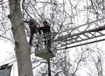AKSARAY BELEDİYESİ - (özel Haber) Çıktığı Ağaçtan İnemeyince Ağaçta Mahsur Kaldı