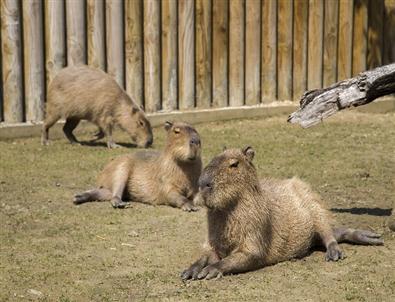 Bursa Hayvanat Bahçesi’nin Afrikalı Üyeleri