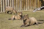 ORTA AMERİKA - Bursa Hayvanat Bahçesi’nin Afrikalı Üyeleri