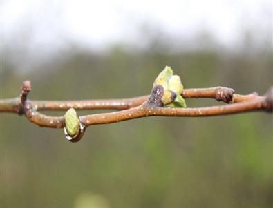 Ordu'da Korkulan Olmadı
