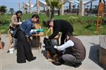 HAYTAP - Akçakoca’da Sahipli-sahipsiz Tüm Köpekler Aşılandı