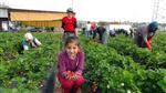ÇİLEK HASADI - (özel Haber) Silifke'de Çilek ve Domates İhracatı Başladı
