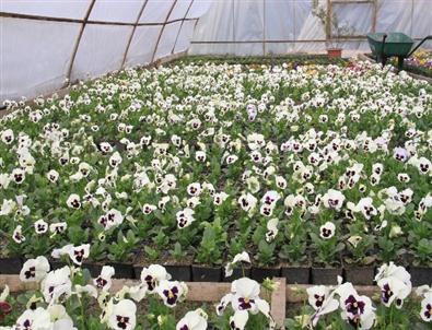 Başkan Başsoy’dan Bitki Parkına Ziyaret