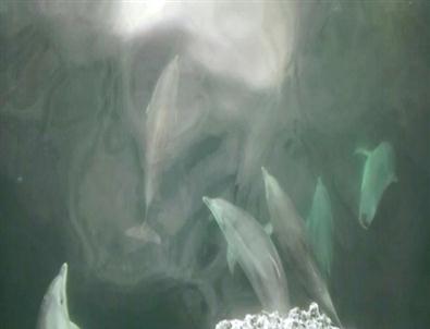 Yunusların Dansı Amatör Kamerada