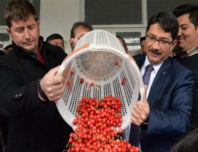 2015’in İlk Kirazı Görücüye Çıktı