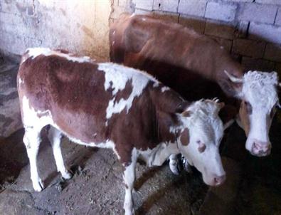 İğdır’da Büyükbaş Hayvan Hırsızlığı