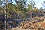 ORMAN İŞÇİSİ - Köyceğiz’de Mevsimin İlk Orman Yangını